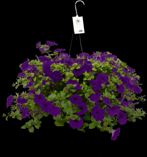Hanging Baskets Purple Petunia, HD Png Download PNG with transparent background