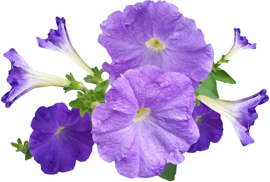 Petunia, Flowers, Purple - Petunia Png, Transparent Png PNG with transparent background
