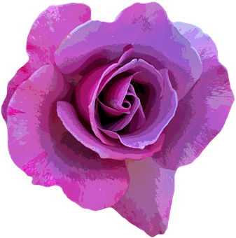 Vibrant Purple Rose Art