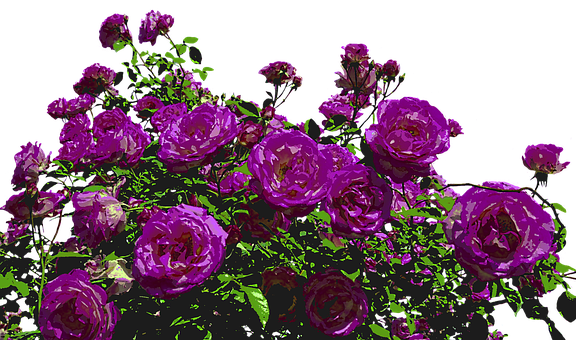 Vibrant Purple Roses Artistic Render PNG with transparent background