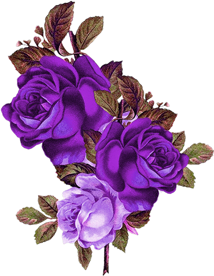 Purple Rose Png - Transparent Background Purple Roses Png, Png Download PNG with transparent background