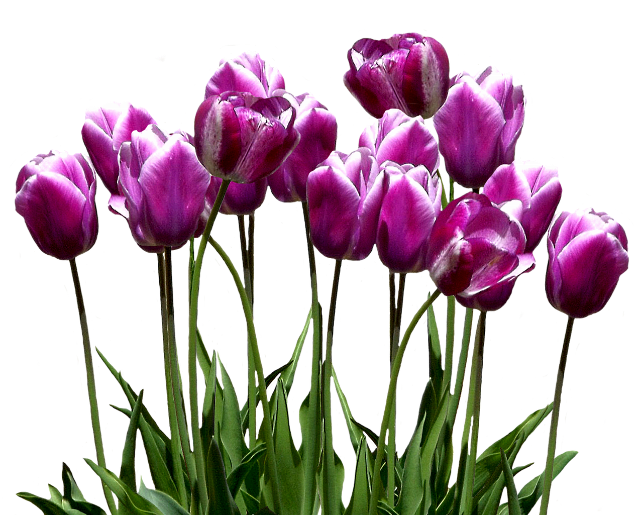 Vibrant_ Purple_ Tulips_ Against_ Black_ Background.jpg PNG with transparent background