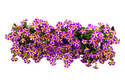 Vibrant Purpleand Yellow Flowers Black Background