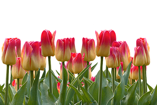 Vibrant_ Red_and_ Yellow_ Tulips PNG with transparent background
