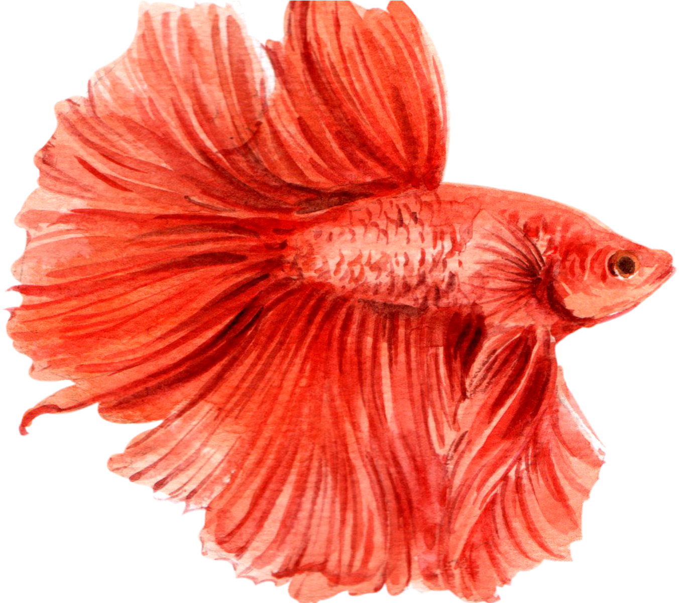 Vibrant_ Red_ Betta_ Fish_ Illustration.png