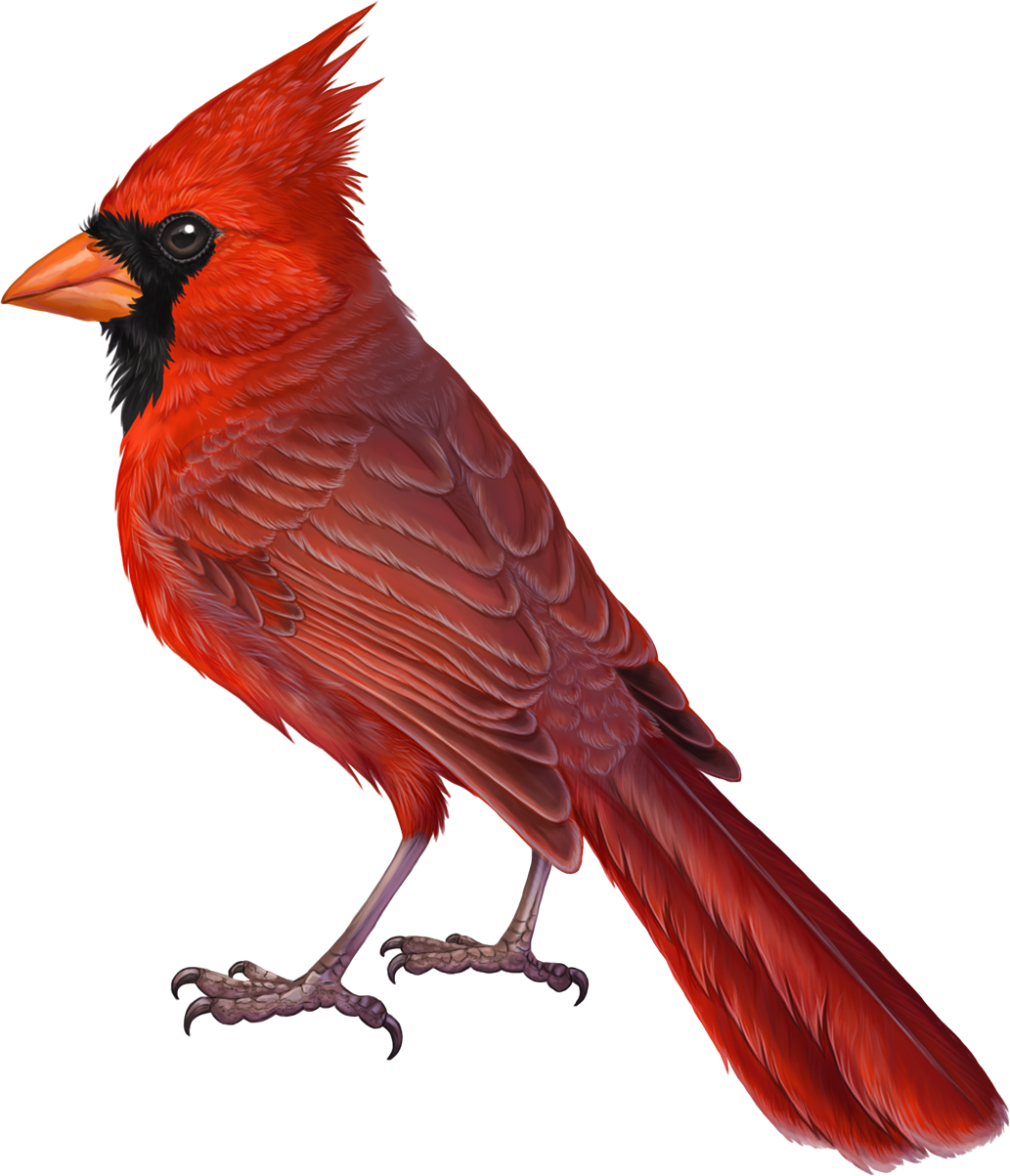 Transparent Cardinal Png, Png Download PNG with transparent background