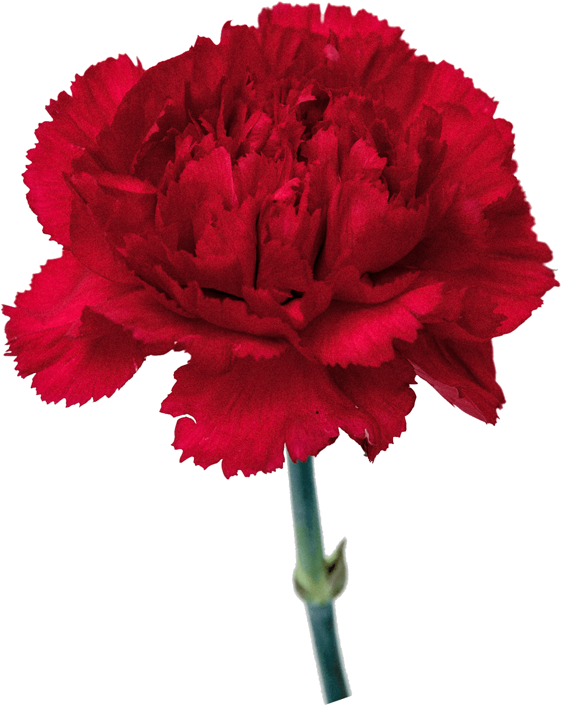 Carnation Flowers Png Free Images - Transparent Background Carnation Png, Png Download PNG with transparent background