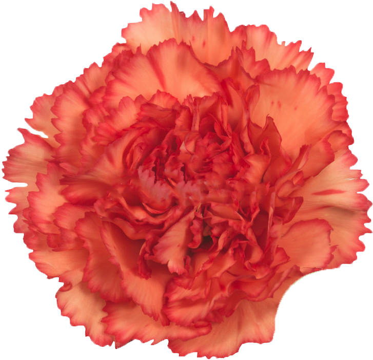 Nelken Orange, HD Png Download PNG with transparent background