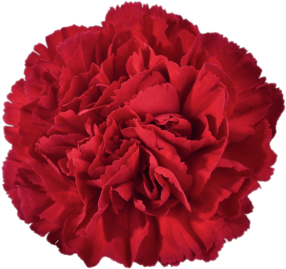 Vibrant Red Carnation Flower