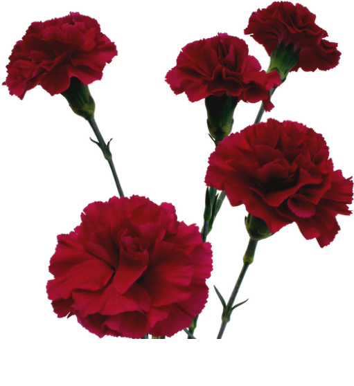 Vibrant Red Carnations Isolated