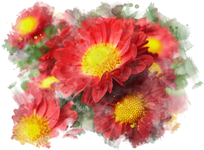 Vibrant Red Chrysanthemums