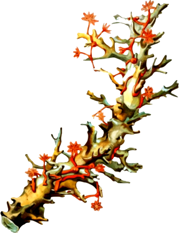 Coral - Vintage Coral Illustration, HD Png Download PNG with transparent background