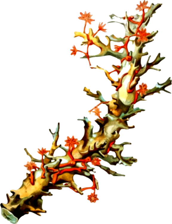 Plant,flora,leaf - Vintage Coral Illustration, HD Png Download PNG with transparent background