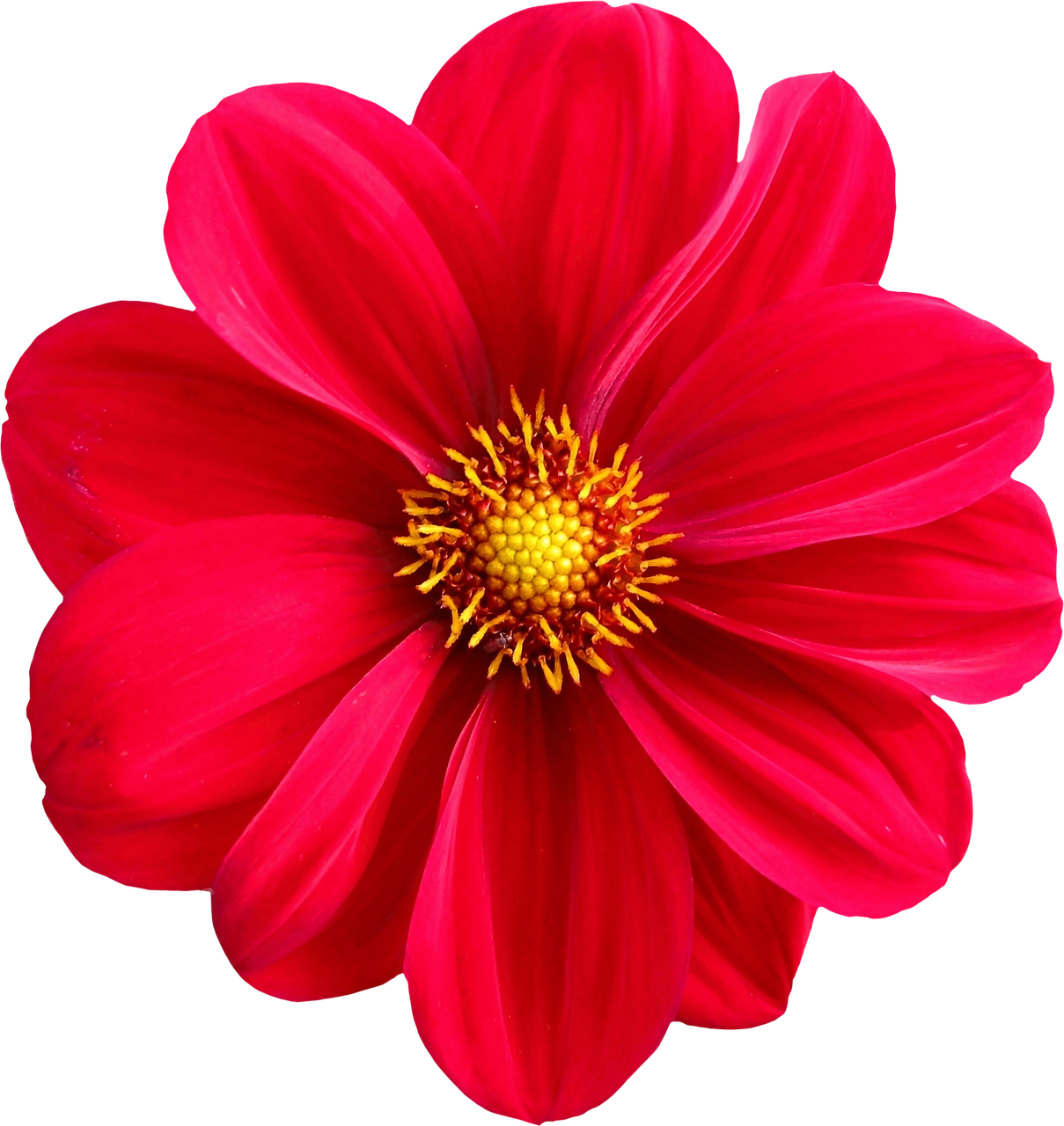 Vibrant Red Dahlia Flower