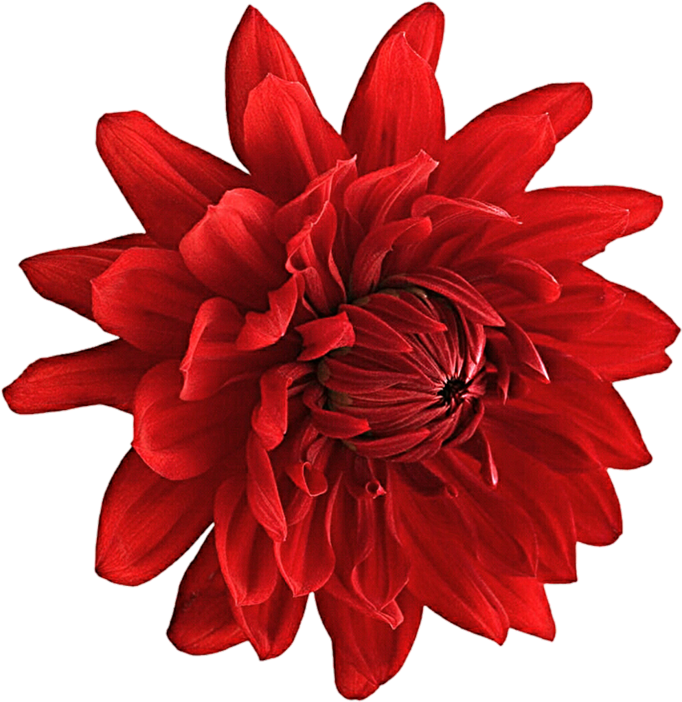 Vibrant_ Red_ Dahlia_ Flower.png