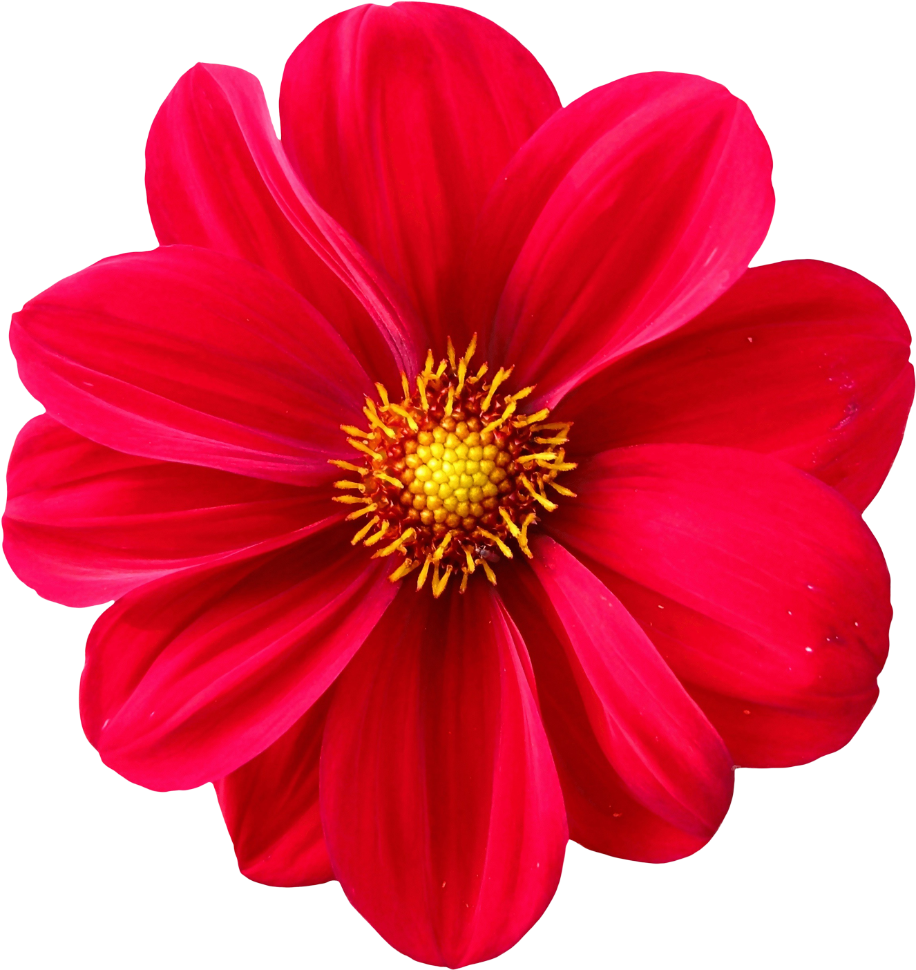 Vibrant_ Red_ Flower_ Closeup.png