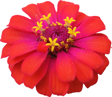 Vibrant_ Red_ Flower_with_ Yellow_ Stamens.jpg