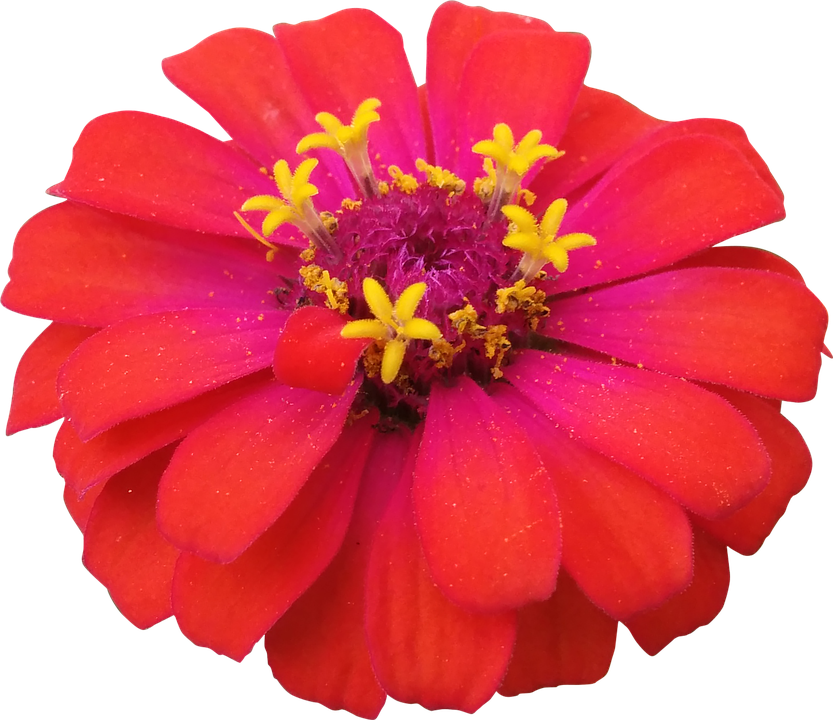 Vibrant Red Flowerwith Yellow Stamens