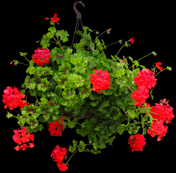 Nature, Flower, Incomplete, Geranium, Hanging Basket - Bunga Gantung Png, Transparent Png PNG with transparent background