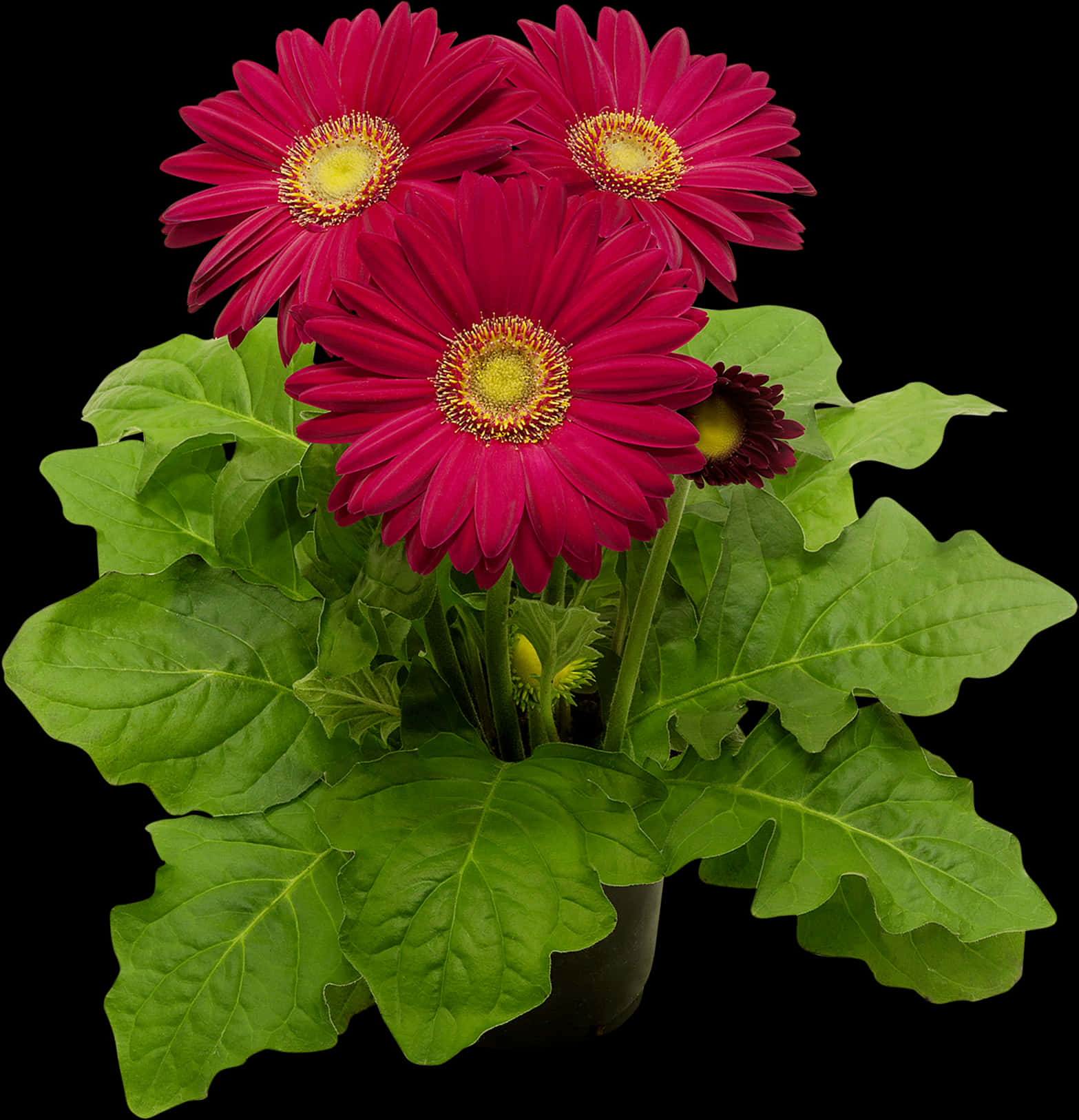 Vibrant Red Gerbera Daisies