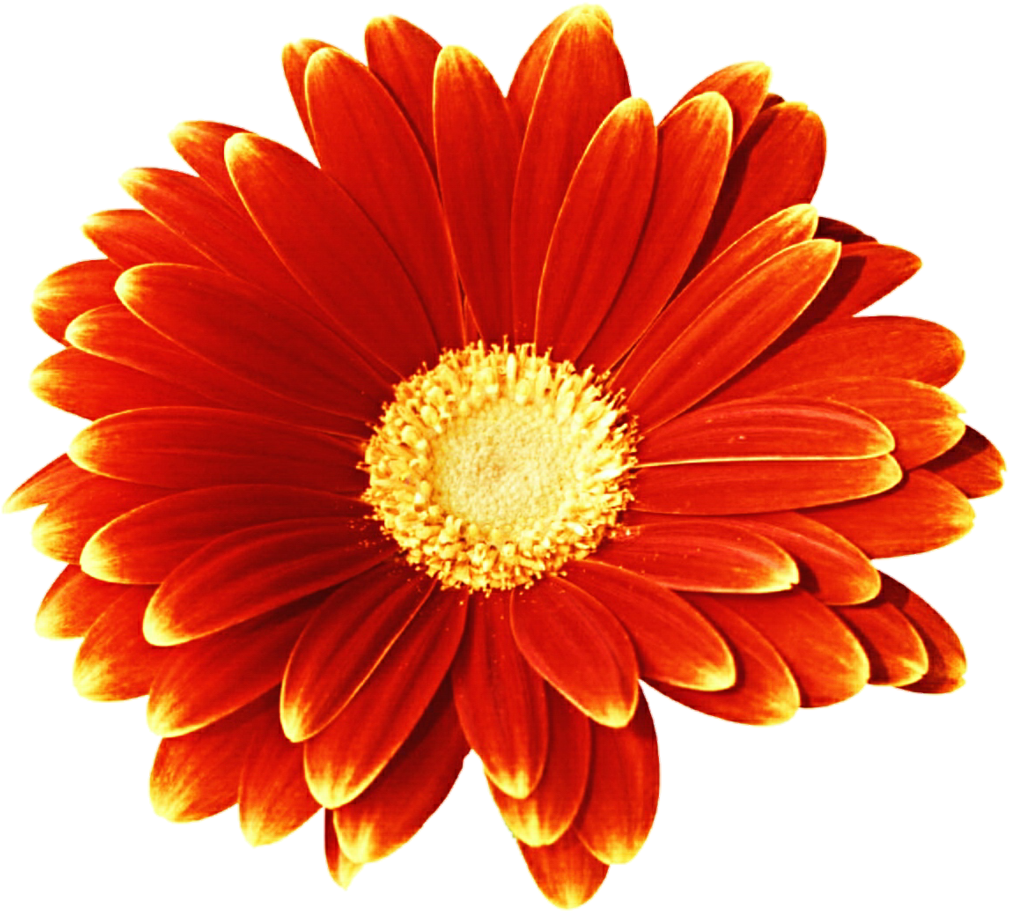 Vibrant Red Gerbera Daisy