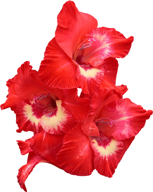 Гладиолус На Прозрачном Фоне, HD Png Download PNG with transparent background