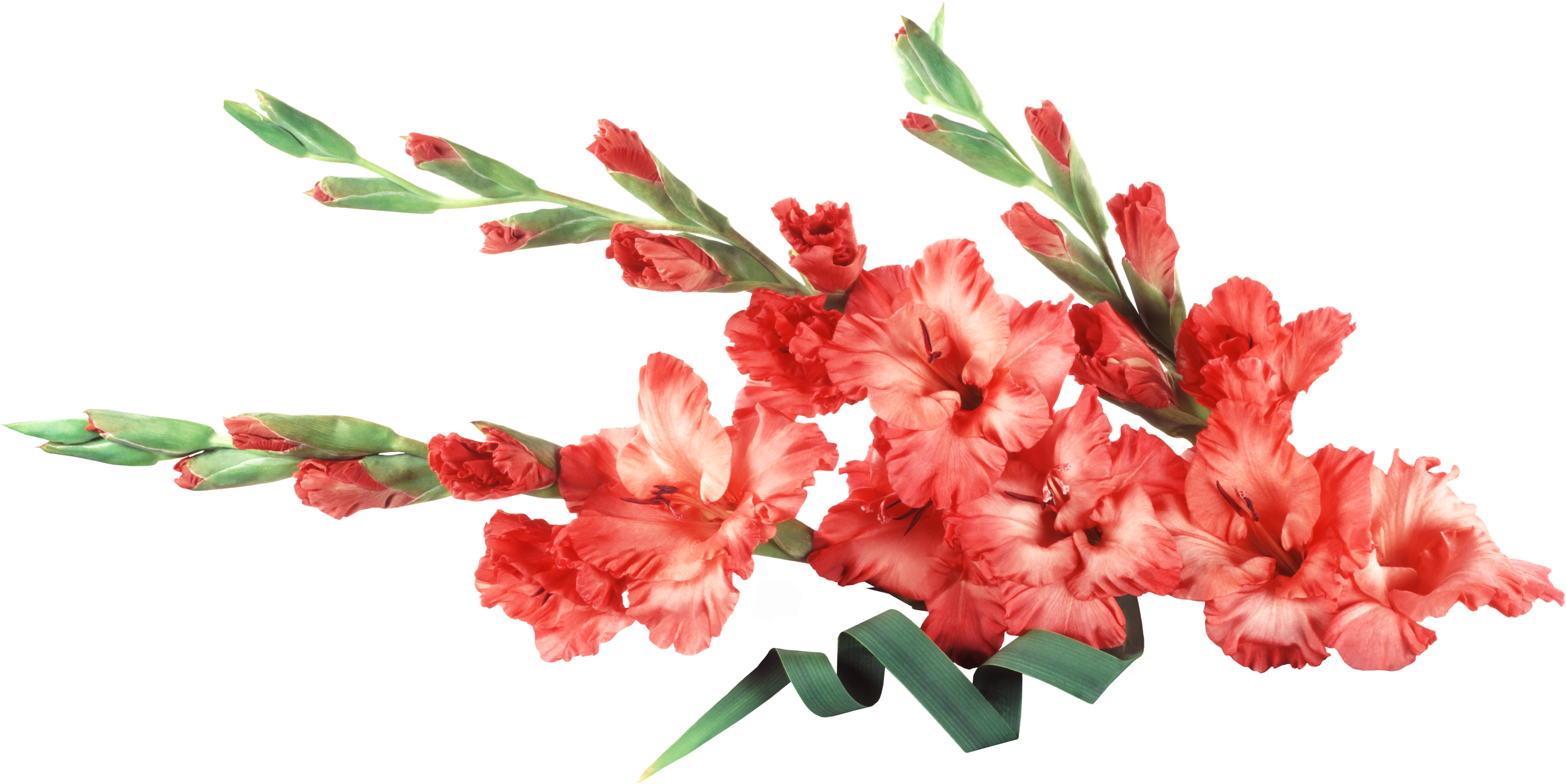Gladiolus Background, HD Png Download PNG with transparent background