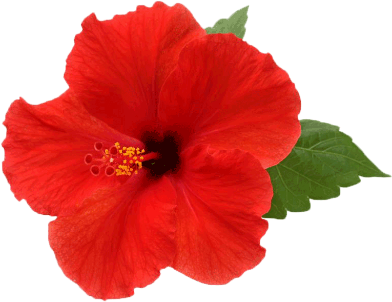 Vibrant Red Hibiscus Flower PNG with transparent background