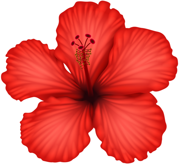 Vibrant Red Hibiscus Flower PNG with transparent background