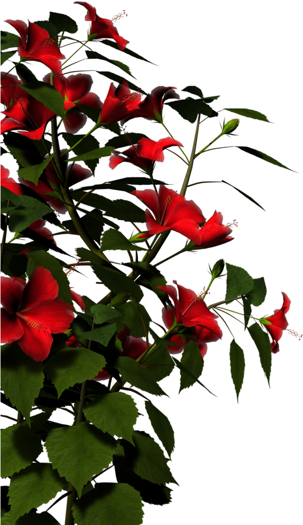 Vibrant_ Red_ Hibiscus_ Flowers PNG with transparent background