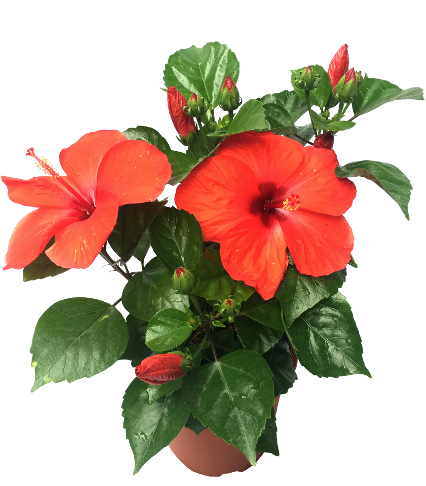 Vibrant Red Hibiscus Plant PNG with transparent background