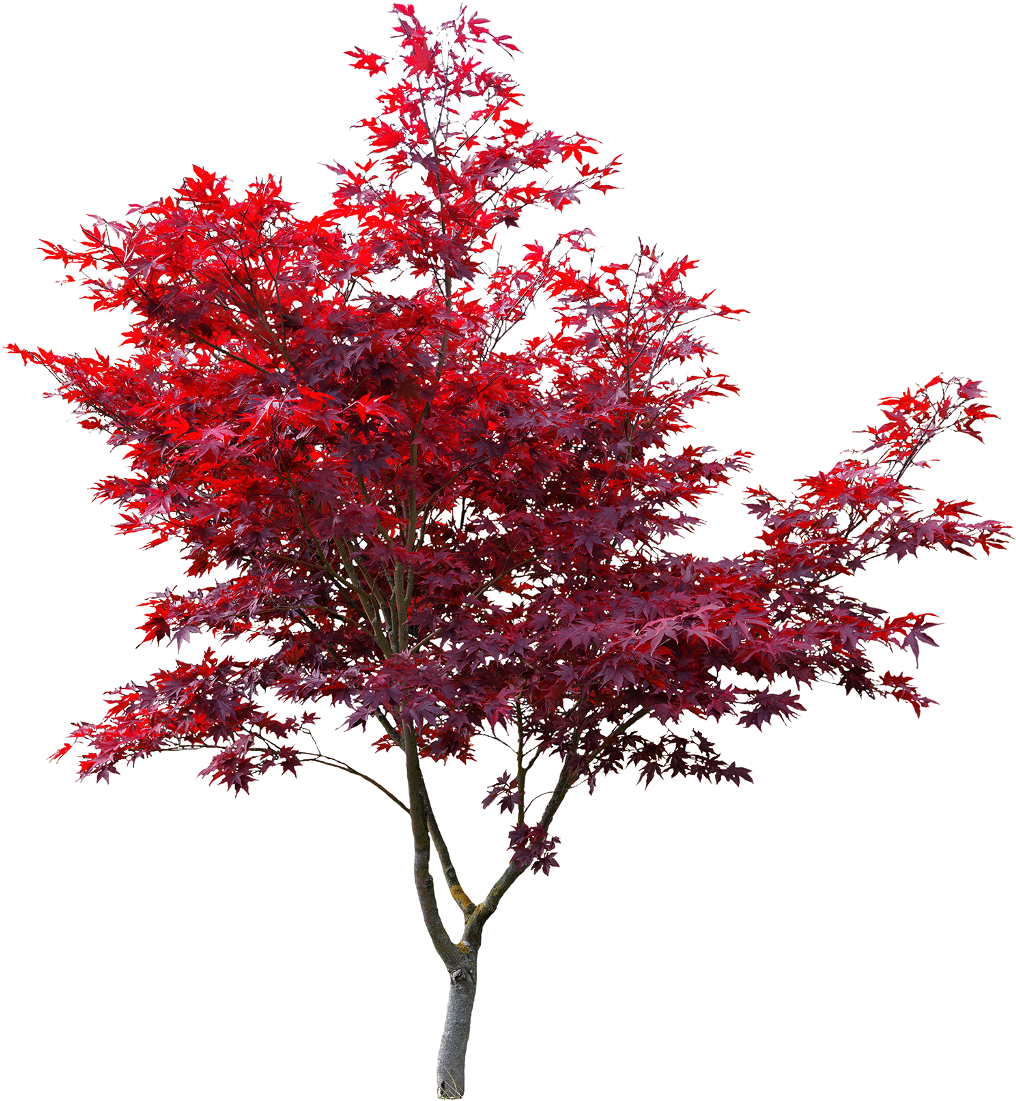 Vibrant Red Maple Tree