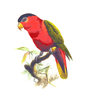 Vibrant Red Parrot Illustration