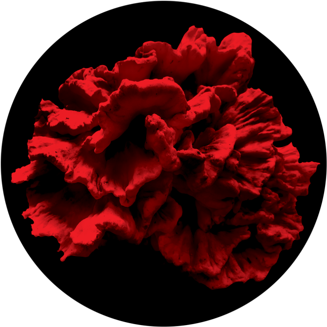 Vibrant Red Peony Flower