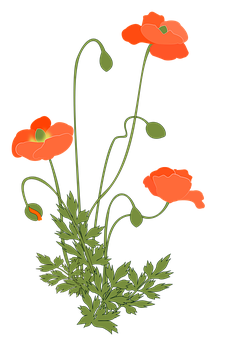 Vibrant Red Poppies Illustration PNG with transparent background