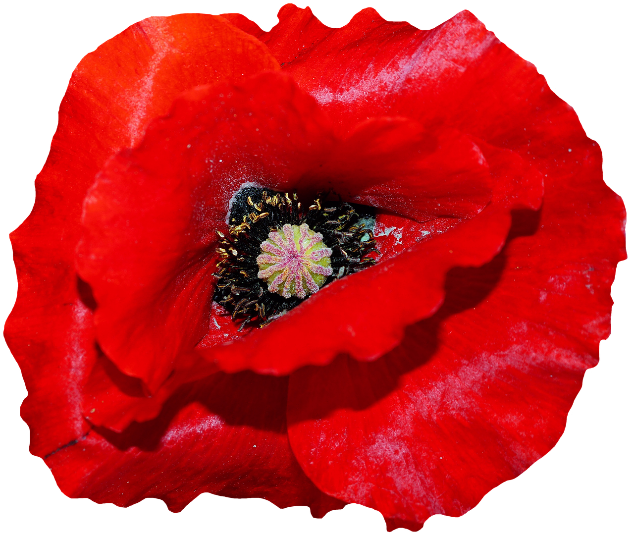 Vibrant Red Poppy Black Background PNG with transparent background