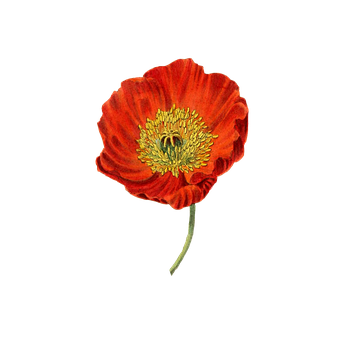 Vibrant Red Poppy Flower PNG with transparent background