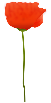 Vibrant Red Poppy Flower PNG with transparent background