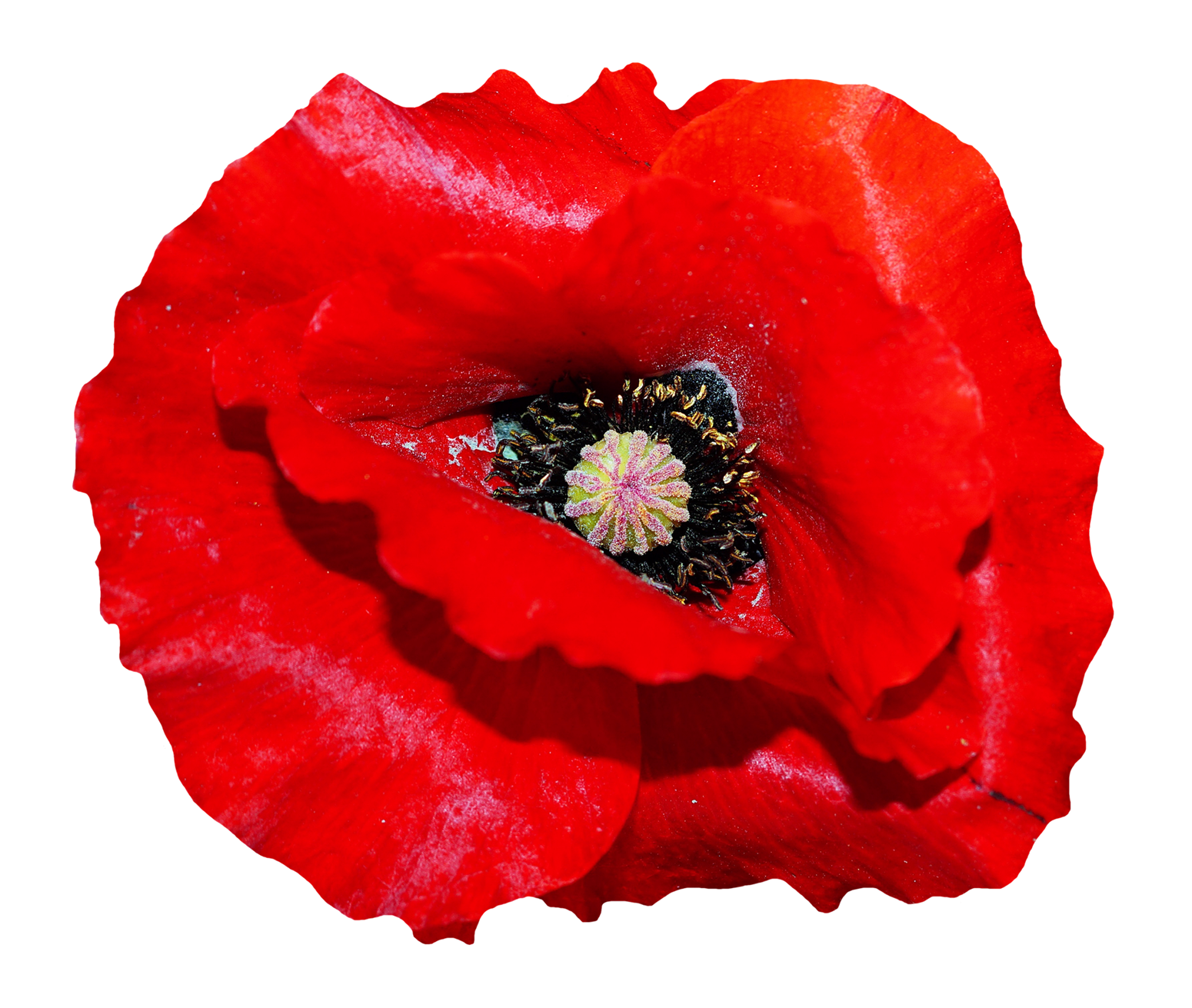 Vibrant Red Poppy Flower PNG with transparent background