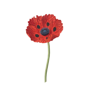 Vibrant Red Poppy Floweron Black Background PNG with transparent background