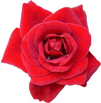 Vibrant Red Rose Black Background