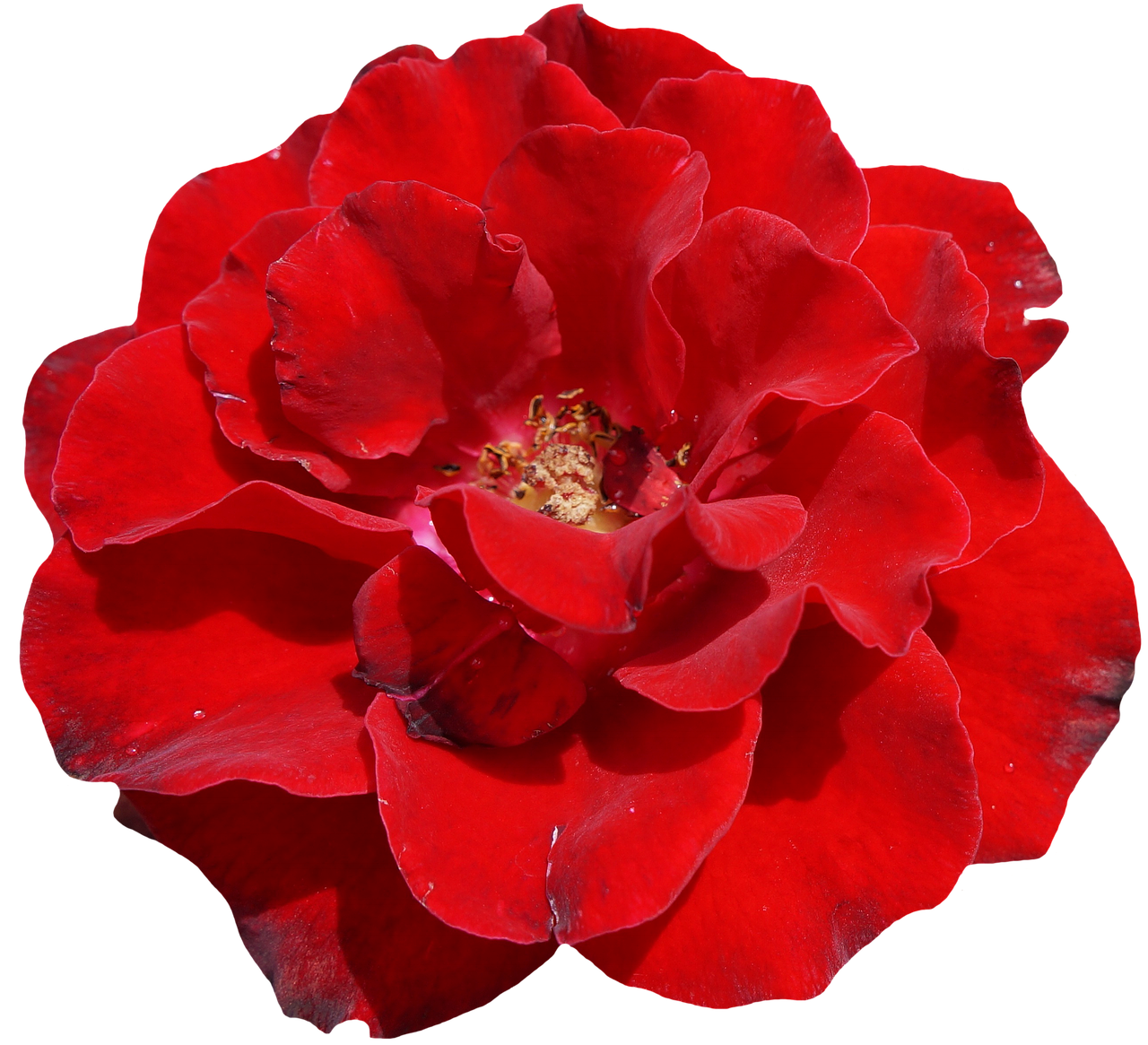 Vibrant Red Rose Black Background.jpg