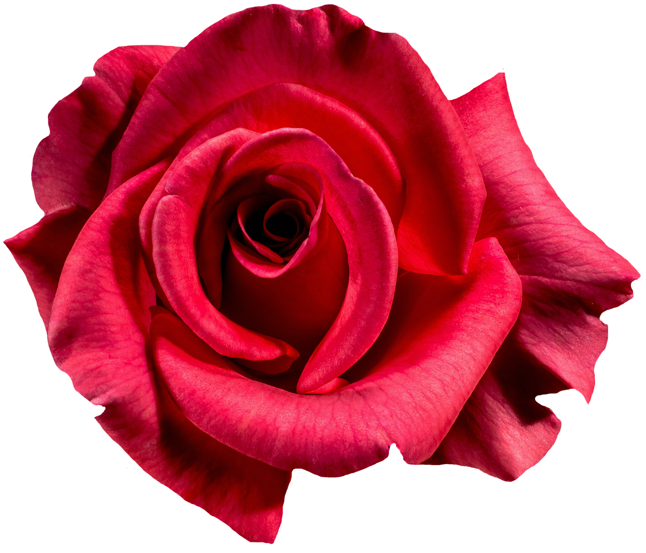 Vibrant Red Rose Black Background