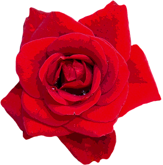 Vibrant_ Red_ Rose_ Closeup.jpg PNG with transparent background