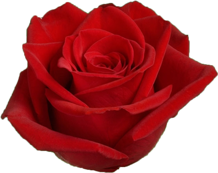 Vibrant Red Rose Closeup.png