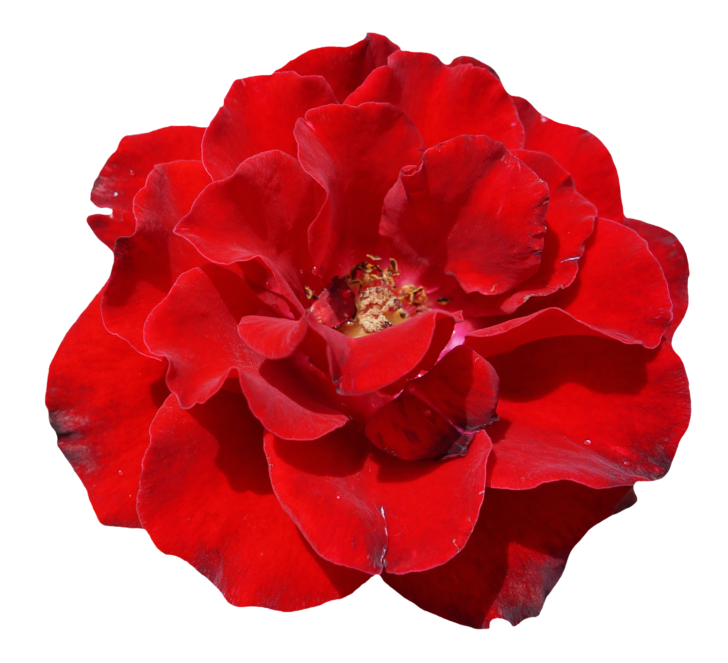 Vibrant Red Rose Flower.png