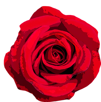 Vibrant Red Rose Graphic