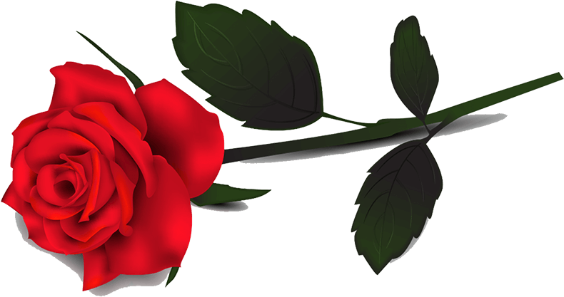 Red Rose Clipart - Single Red Rose Transparent Background, HD Png Download PNG with transparent background