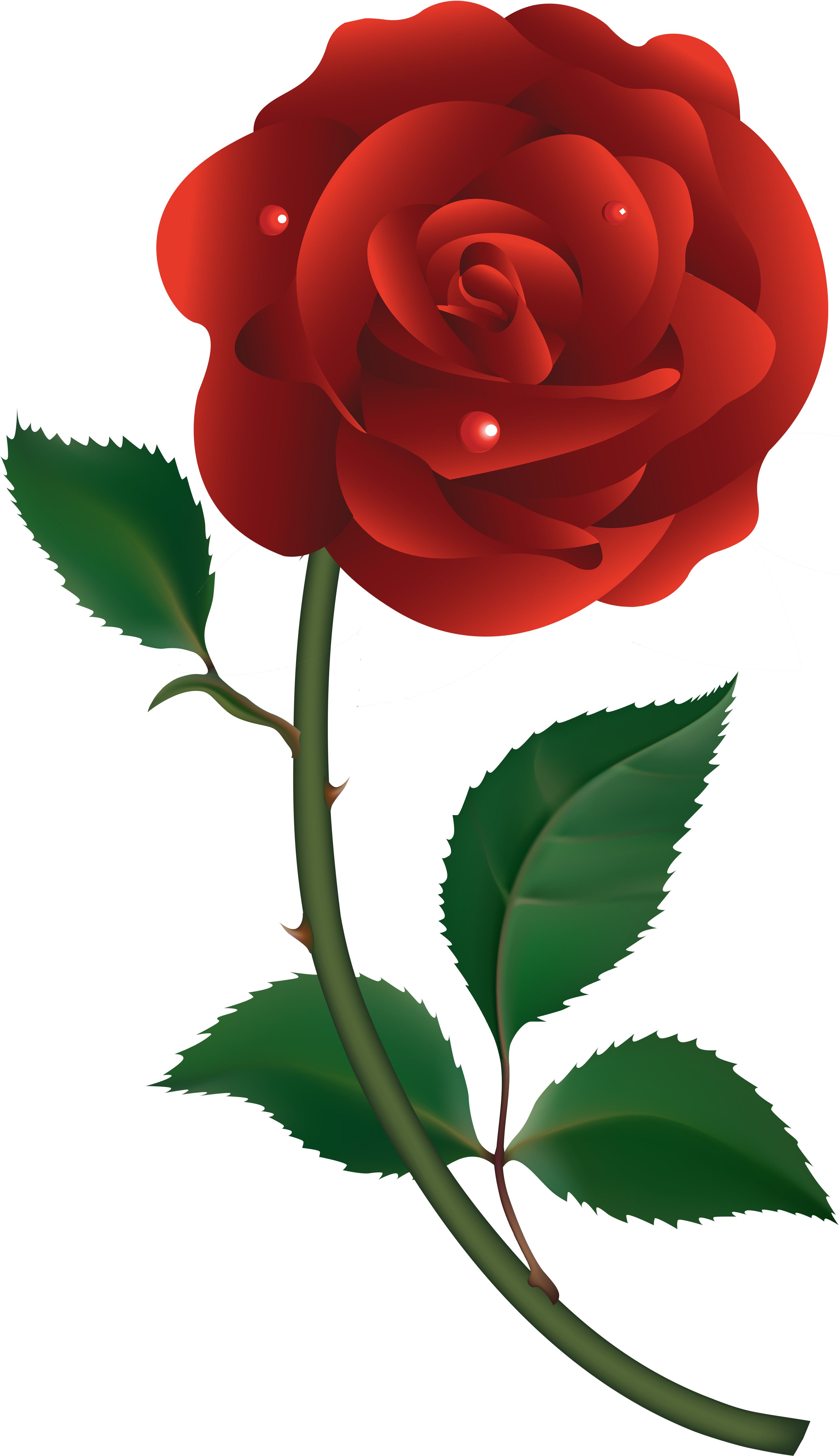 Transparent Rose Vector Png - Transparent Vector Red Rose, Png Download PNG with transparent background