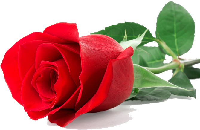 Vibrant Red Rose Isolated